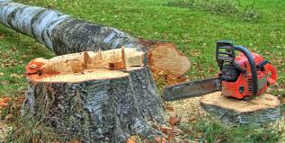 Best Leaf Removal  in Livingston, AL