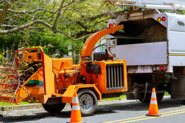 Best Arborist Consultation Services  in Livingston, AL