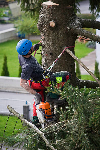 Best Firewood Processing and Delivery  in Livingston, AL